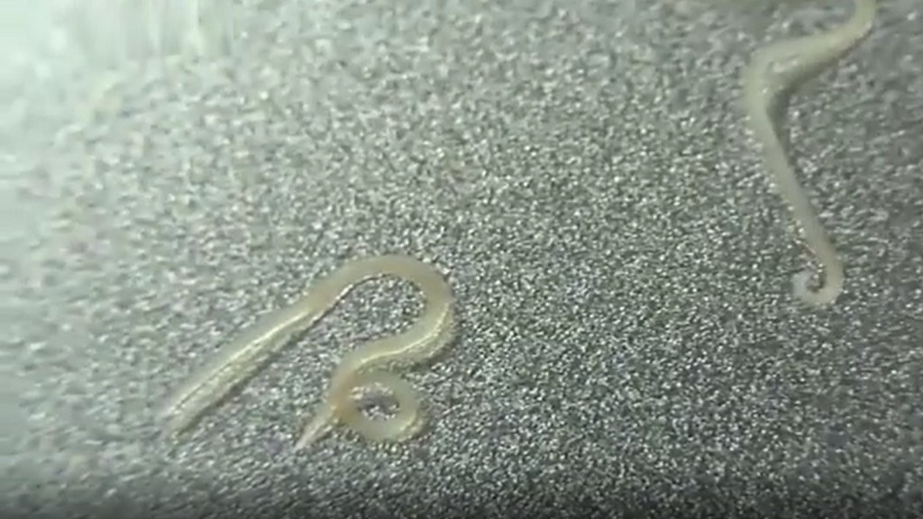 研究人員發現只要在這種蠕蟲外塗上一層水凝膠製成的鞘,便可使其附著在癌細胞上,進而運輸抗癌藥殺死癌細胞。網上圖片