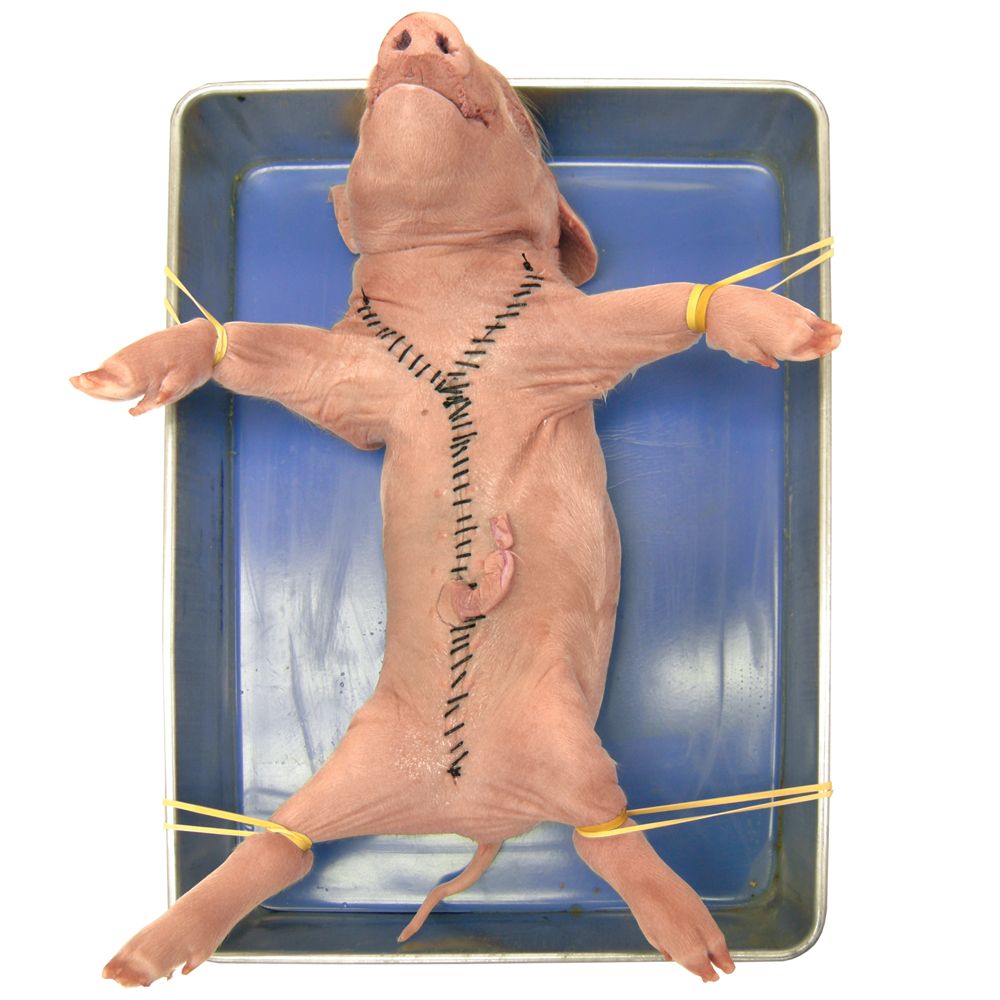以小豬作解剖的練習。