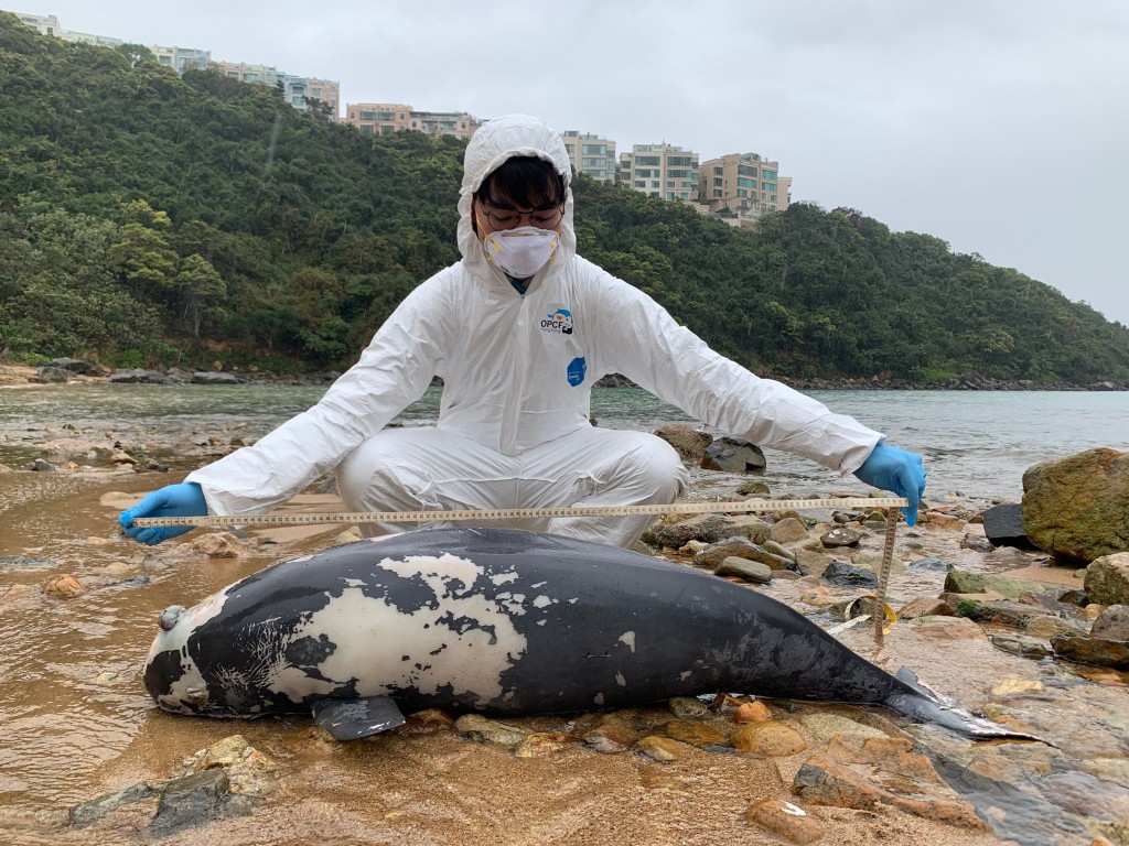 一条年幼江豚被发现搁浅在相思湾。香港海洋公园保育基金提供