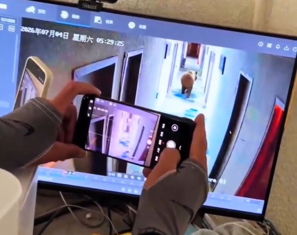藏馬熊硬闖西藏酒店住客房間，但未傷人。