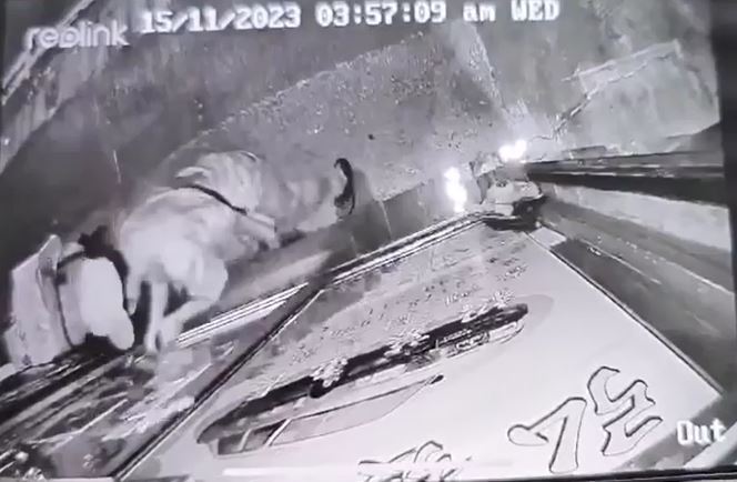 鴨舌帽男子用硬物砸爆地產舖玻璃。閉路電視片段截圖