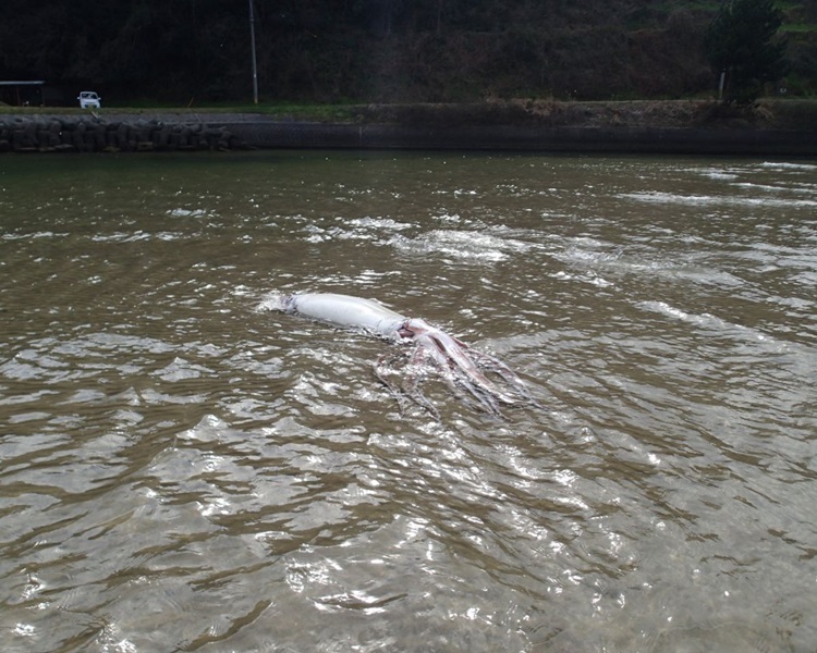 婦人初以為是巨魚。島根Aquas水族館facebook