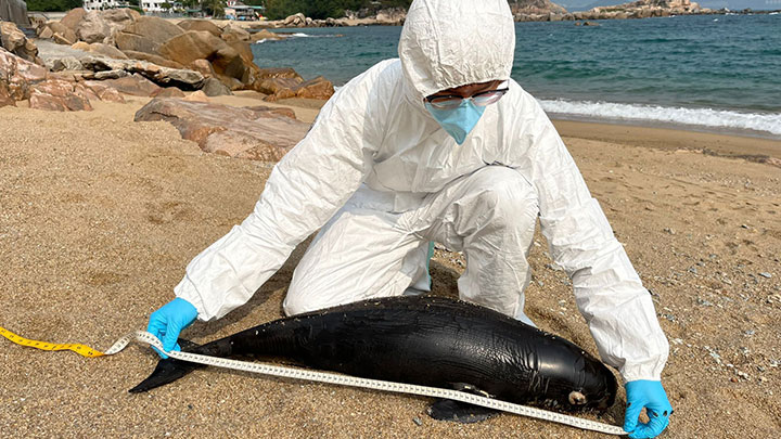 南丫島石排灣沙灘今日發現一具江豚屍體。海洋公園保育基金提供金