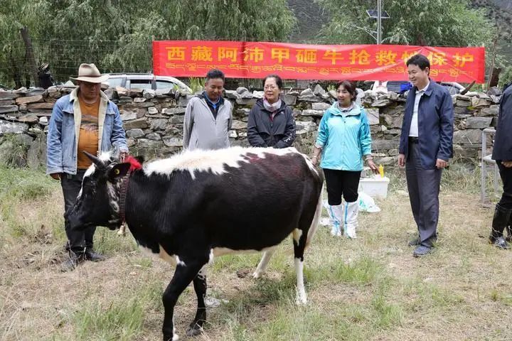 西藏的阿沛甲咂牛。 新华社