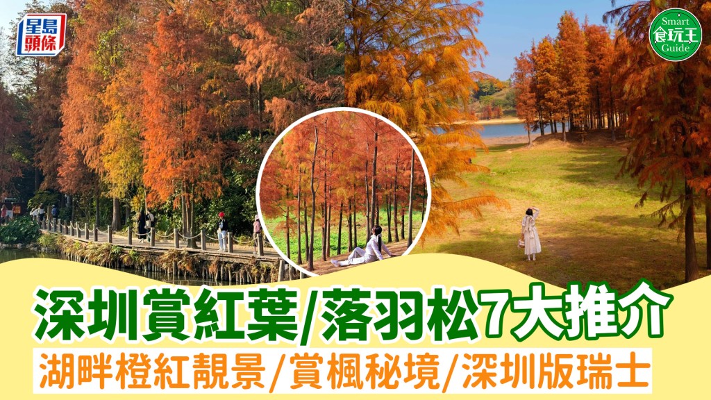 深圳紅葉2024｜北上睇落羽松7大好去處推介！湖畔橙紅靚景/賞楓秘境/深圳版瑞士  附地點/交通