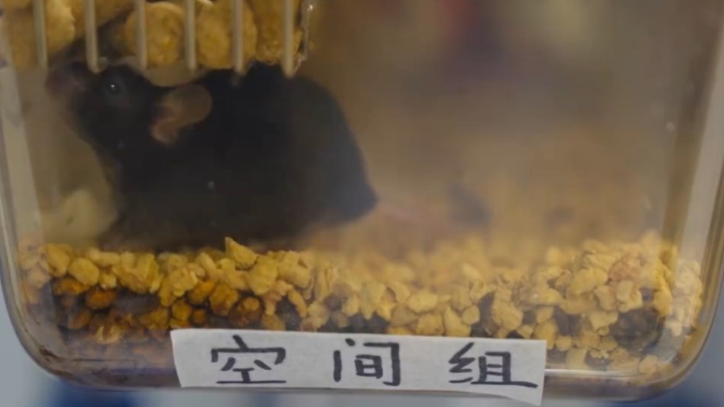 两个月前随神舟二十一号飞船奔赴太空的「太空小鼠」在地球产下9只「小小鼠」。