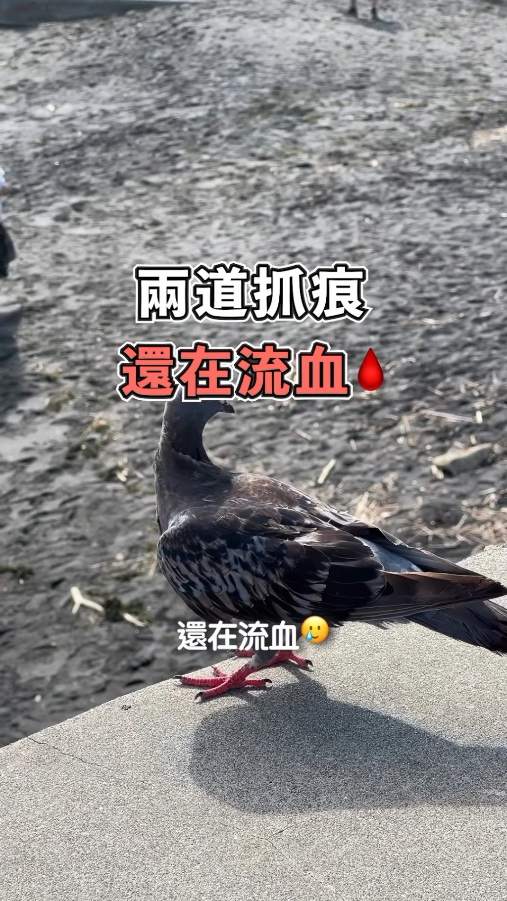 陳欣茵在片中講到她在鎌倉海邊欣賞日落美景及吃米餅時,突然有一隻鷹搶吃她手中的米餅,她還不幸地被其用利爪抓傷,臉上因而留下了兩道血痕。 陳欣茵在片中講到她在鎌倉海邊欣賞日落美景及吃米餅時,突然有一隻鷹搶吃她手中的米餅,她還不幸地被其用利爪抓傷,臉上因而留下了兩道血痕。