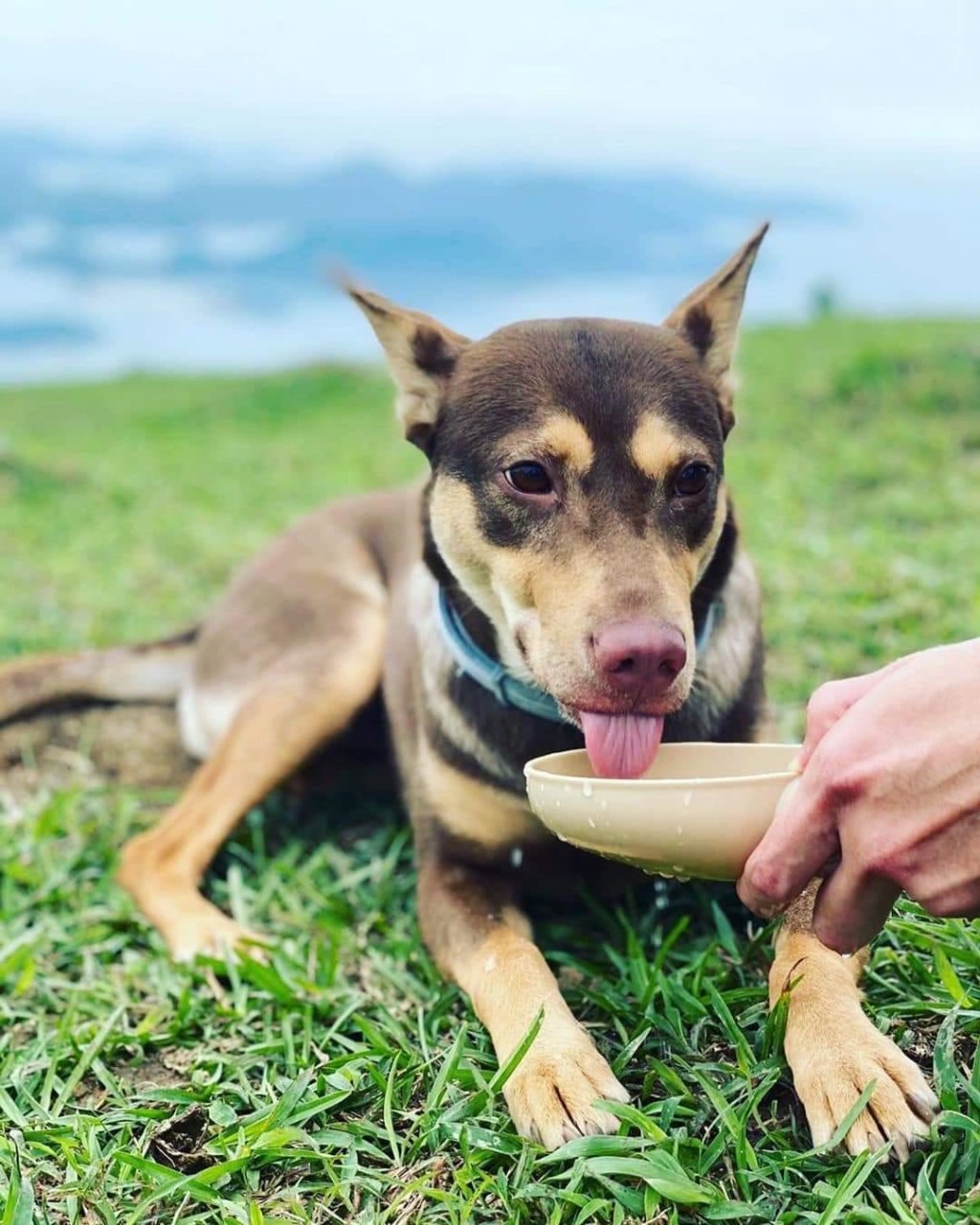 Kabaka行到伸晒脷，要趴喺草地飲水抖抖。