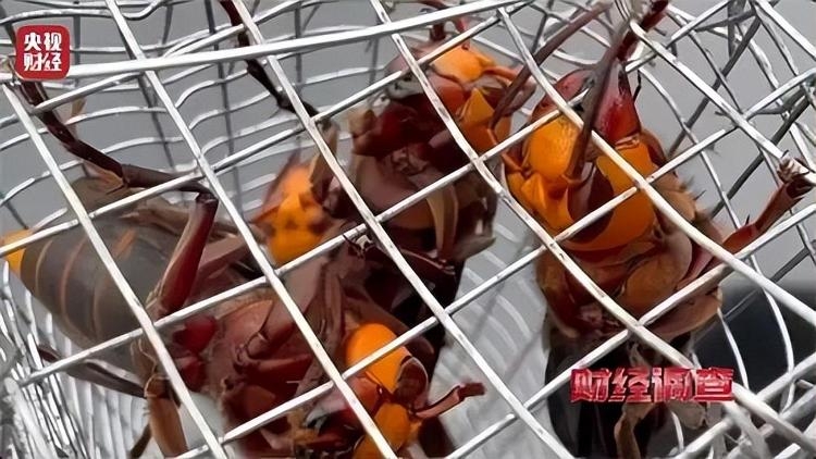 央視曝光濫養殺人蜂兜售牟利成風。