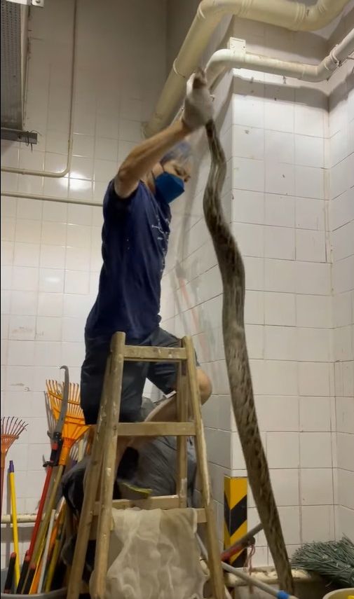 蛇王協FB影片截圖