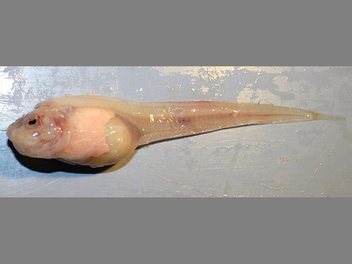 Pseudoliparis swirei
