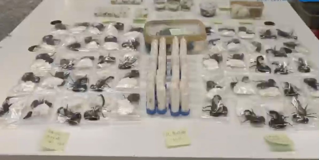 男子行李箱内藏有近400只装于各类容器内的活体昆虫及爬行动物。海关发布
