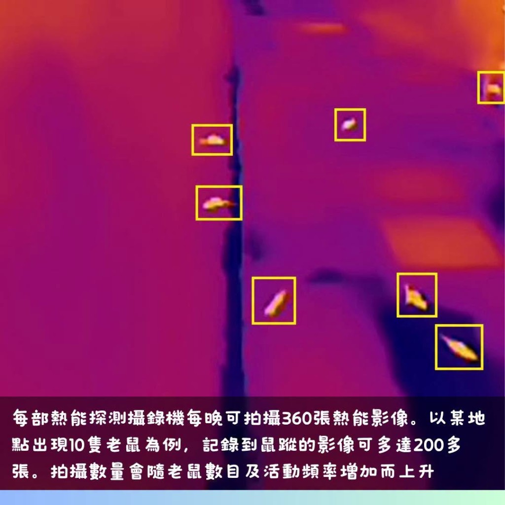 熱能探測攝錄機拍攝熱能影像,再輔以人工智能技術,分析及計算老鼠出現的比率。 熱能探測攝錄機拍攝熱能影像,再輔以人工智能技術,分析及計算老鼠出現的比率。