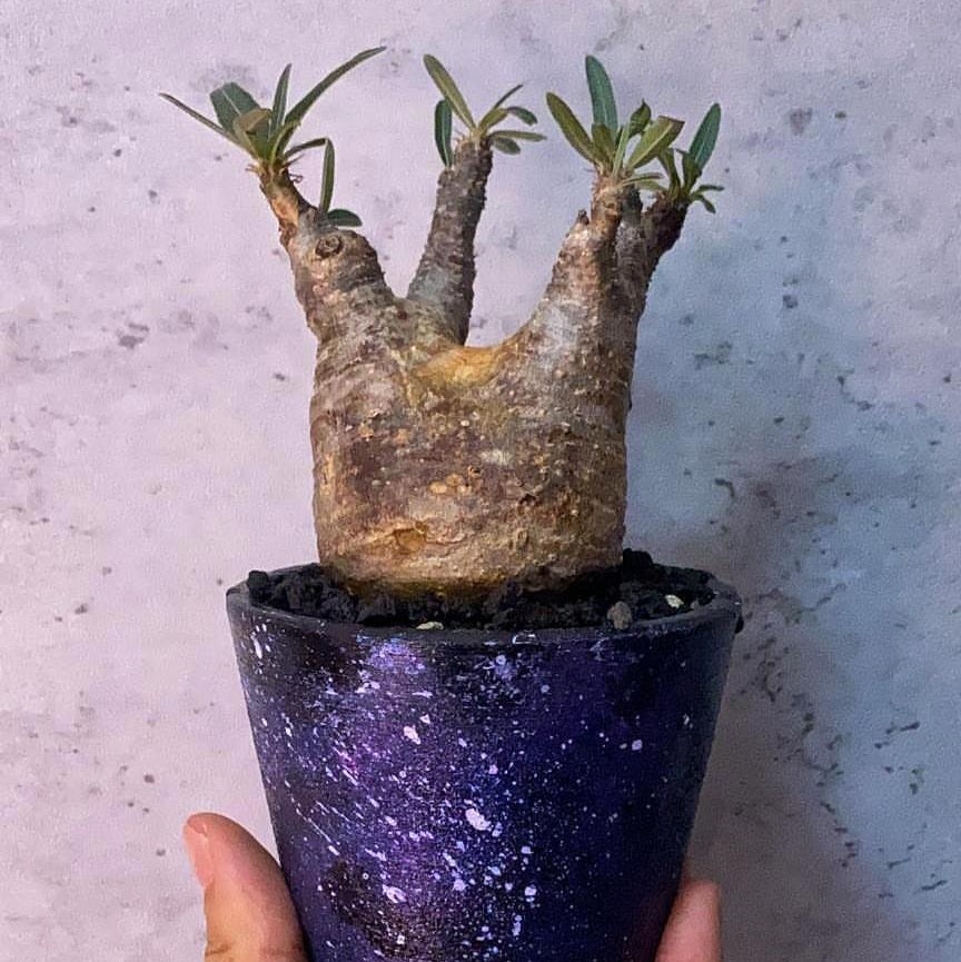 由有種人 Kind of Person教授如何製作星空主題花盆繪製。(D2 Place《樹小 ‧ 根心市集》) 由有種人 Kind of Person教授如何製作星空主題花盆繪製。(D2 Place《樹小 ‧ 根心市集》)