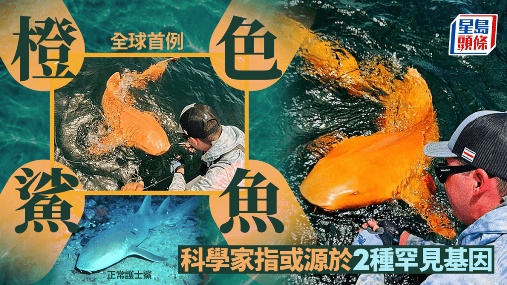 科學家在哥斯達黎加發現罕見的橙色鯊魚,外形有如放大的錦鯉。