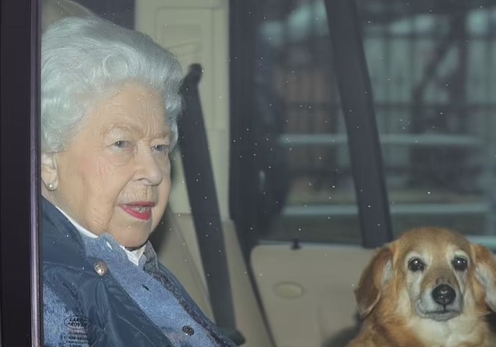 英女皇伊利莎白二世最愛哥基犬。路透