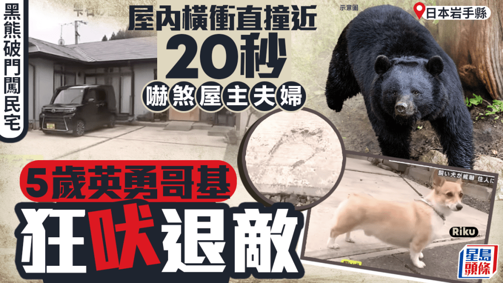 日本熊出沒｜破門闖岩手縣民宅嚇煞屋主夫婦 5歲哥基犬狂吠退敵英勇救主