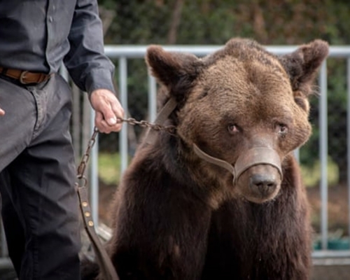 法國參議院通過的動物權利法案除將禁止寵物店售賣貓狗，亦禁止馬戲團以野生動物作表演。AP資料圖片