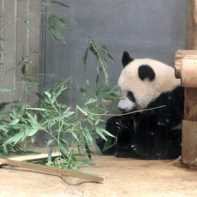 日本上野動物園的雌性大熊貓「香香」將回到中國。