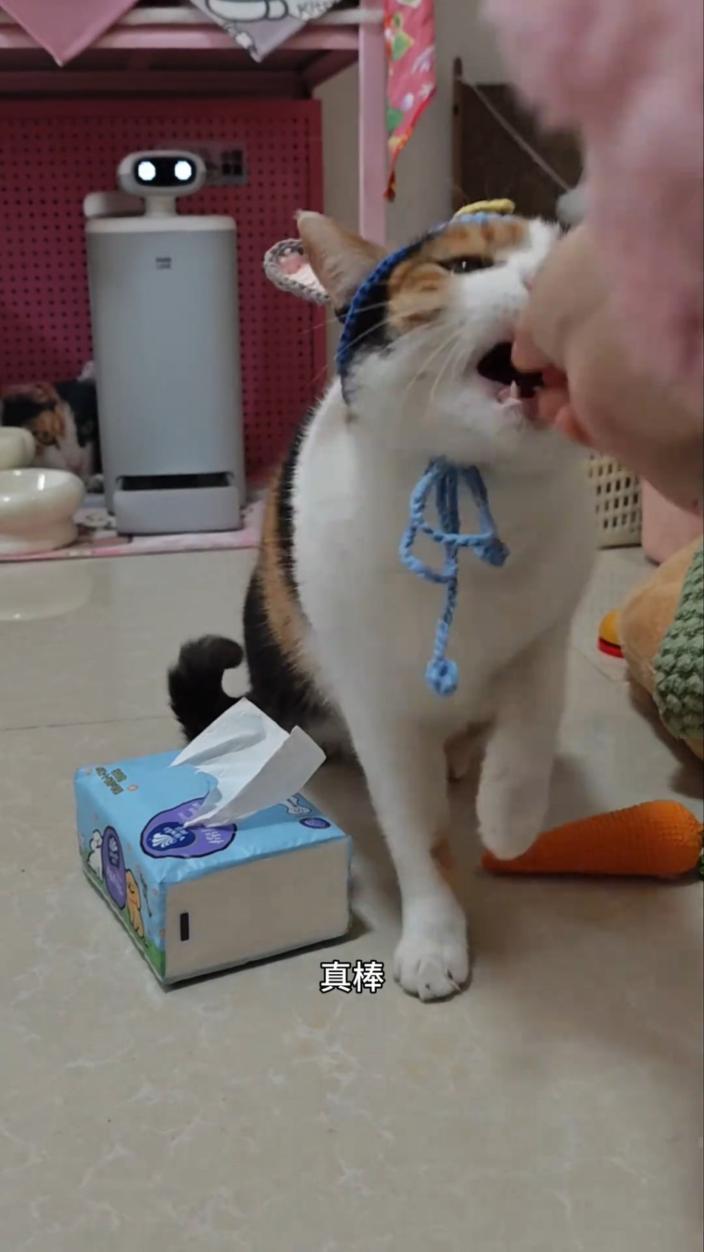 三色貓選中正確答案獲得零食。抖音@超級無敵大開門