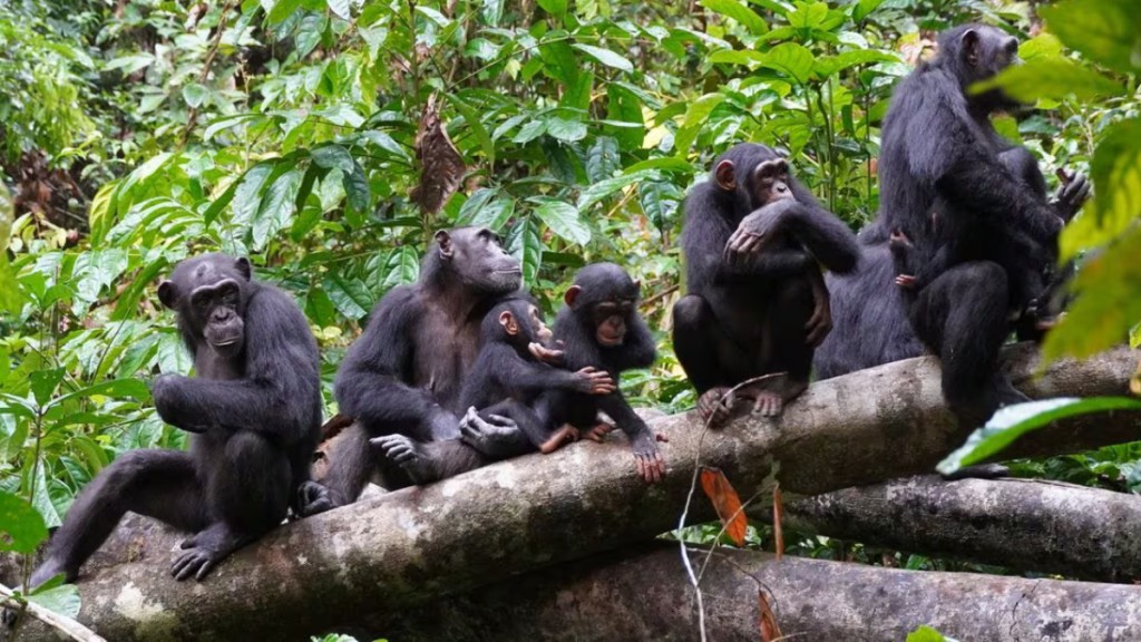 黑猩猩地盘意识极强，其他族群踏入，会爆发激烈冲突。路透社