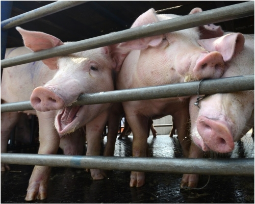 尤溪县有养猪场发生非洲猪瘟疫情。资料图片