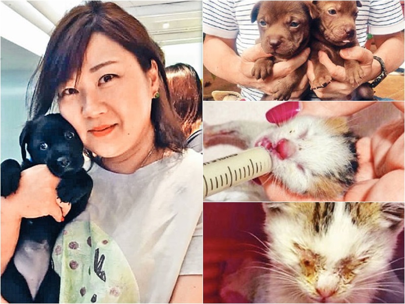 Maggie成為「暫養媽媽」逾二十年,至今照顧了逾三百隻小動物。 受訪者提供