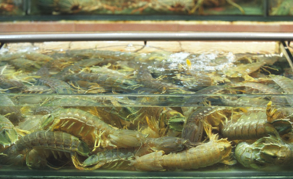 瀨尿蝦又稱「螳螂蝦」。資料圖片