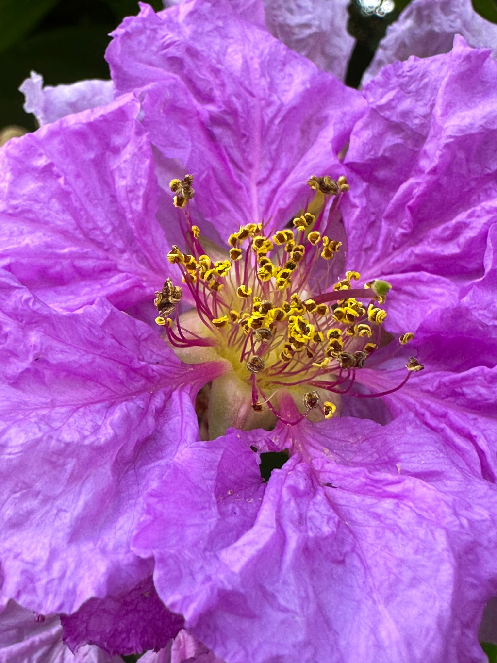 大花紫薇由六塊皺曲花瓣組成。