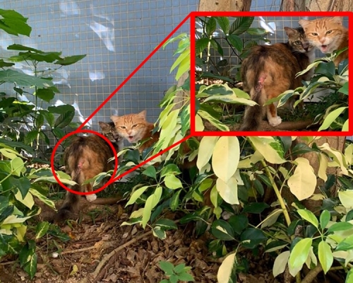 懷疑被打的貓傷口集中在背部和尾部。 FB「小白與小黑救救山上狗群」圖片