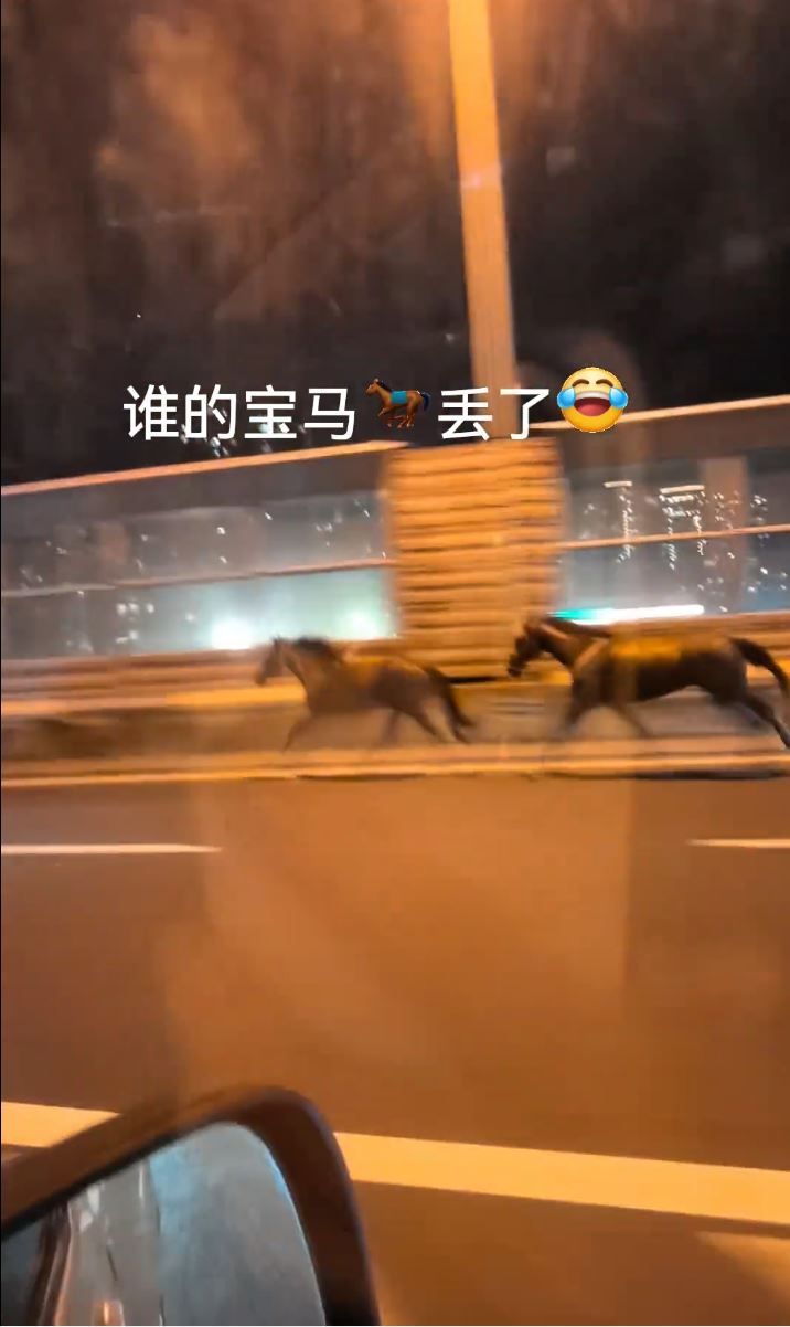 2匹熱血小馬在國慶日晚上玩轉蘇州鬧市。抖音