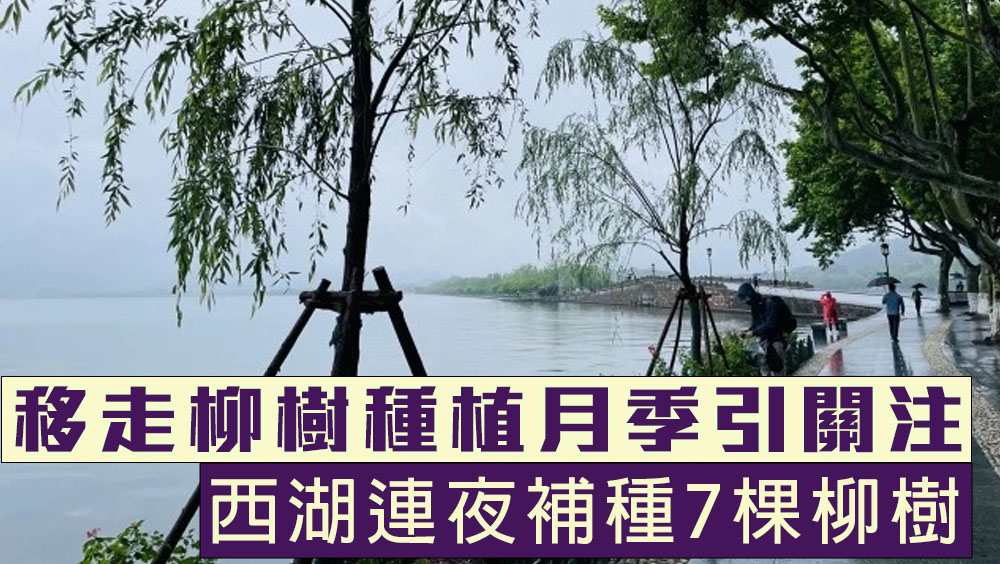 西湖邊的柳樹被換成月季引起廣泛關注,景區連夜補種7棵柳樹,稱將深入調查並追責。