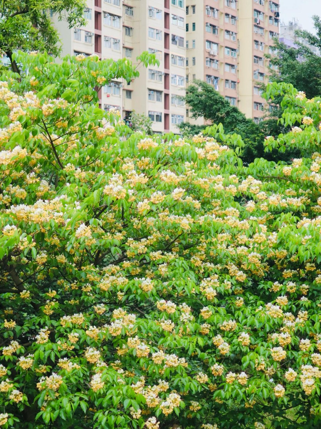 地點：奧海城三期對出，櫻桃街天橋