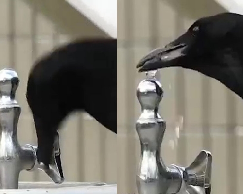 乌鸦精准的用嘴巴押下水龙头后，再把尖嘴对著水龙头喝水。(网图)