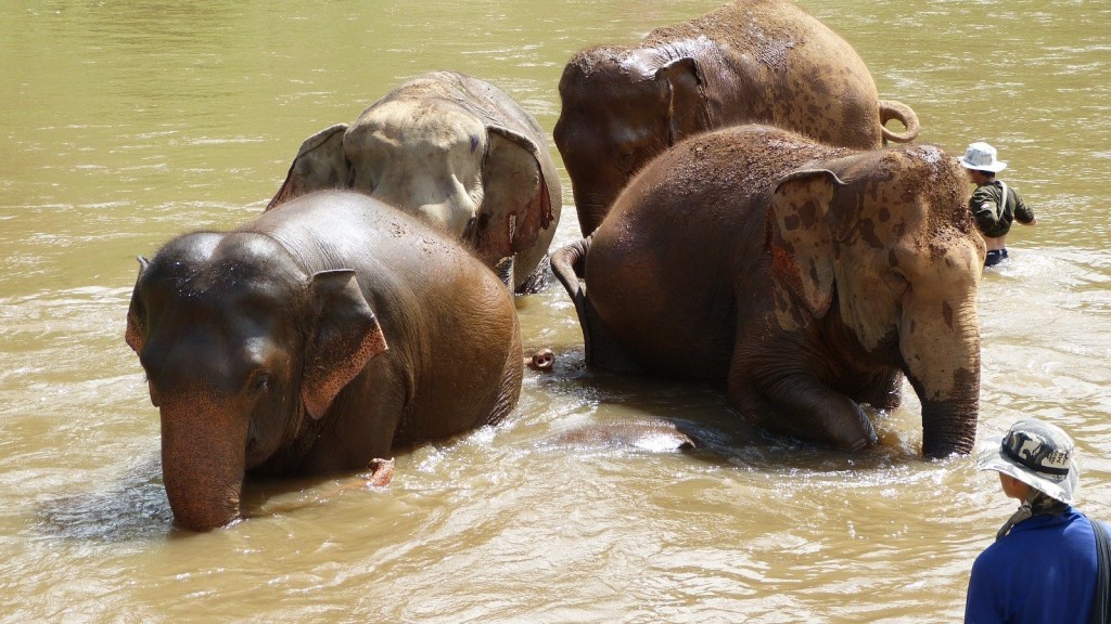 大象喜欢到河里，一来消暑，二来可以洗澡。（FB@Elephant Nature Park）