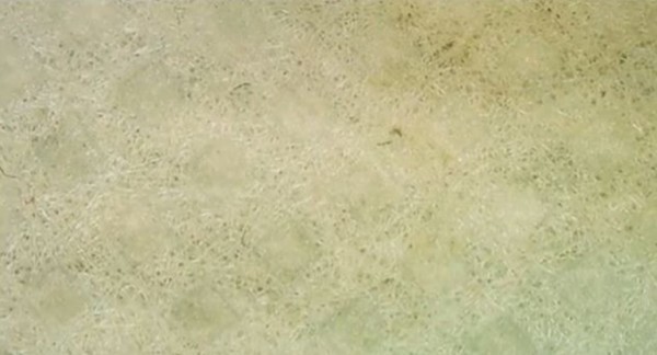 使用前的口罩纖維乾淨。網圖