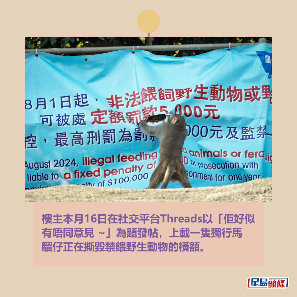 樓主本月16日在社交平台Threads以「佢好似 有唔同意見 ~」為題發帖,上載一隻獨行馬 騮仔正在撕毀禁餵野生動物的橫額。Threads截圖 樓主本月16日在社交平台Threads以「佢好似 有唔同意見 ~」為題發帖,上載一隻獨行馬 騮仔正在撕毀禁餵野生動物的橫額。Threads截圖