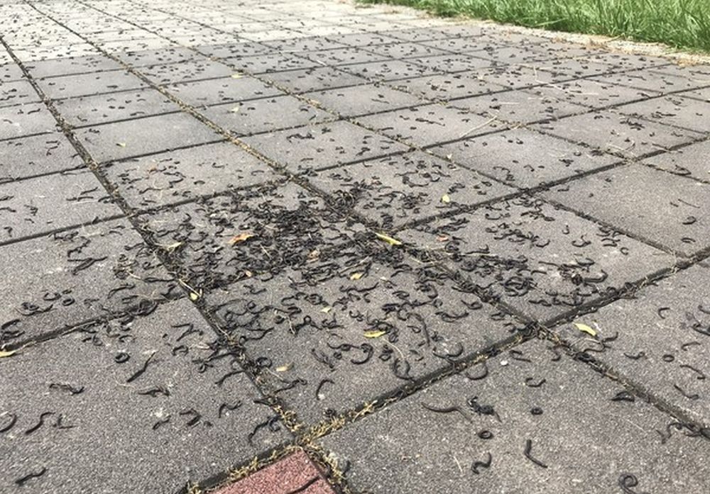 台湾屏东市有公园出现大量蚯蚓，部分已被太阳晒死。网图