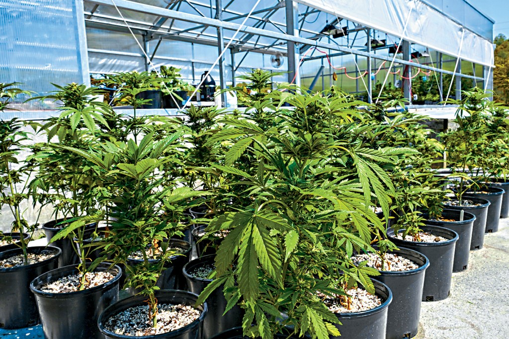 紐約州一個大麻種植設施。
