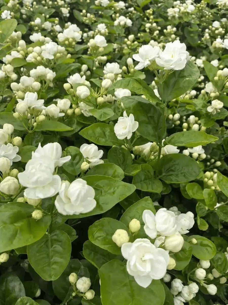 花田里的茉莉花。 央廣網