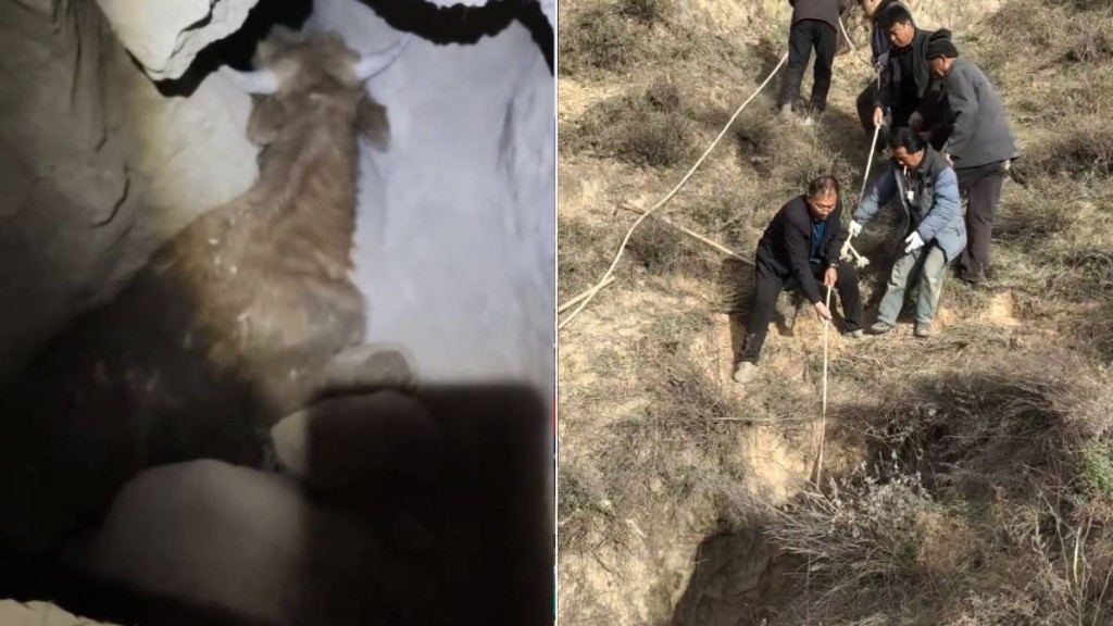 黃牛跌落深坑4日仍未能救出，最終死在洞內。抖音