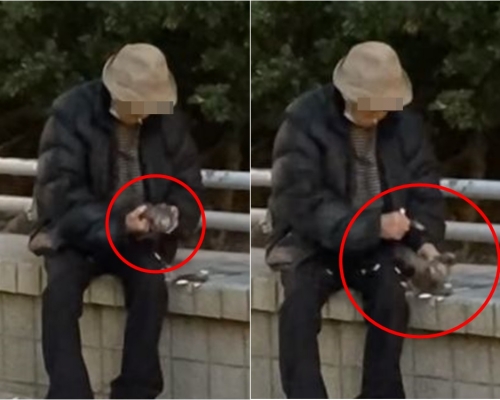竹園老翁徒手拔下野鴿羽毛。香港救援鳩鴿及雀鳥影片截圖