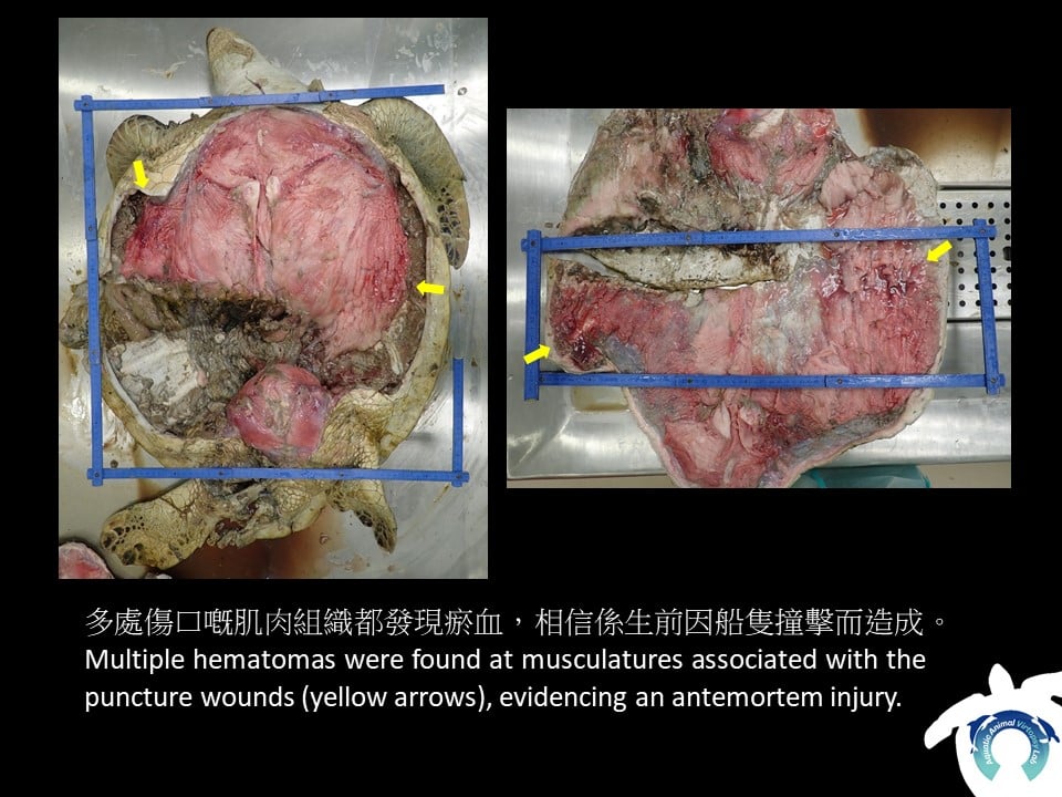 海洋動物影像解剖研究組FB圖片