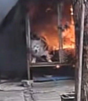 2名頑童放火燒死狗籠內的小旺。微博