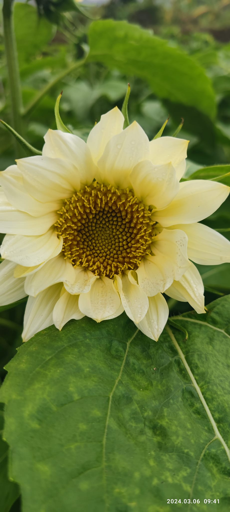 3 - 4月有新一批太 陽花盛開,走在花田 慢慢賞花拍照留念, 但記得切勿胡亂採摘。(圖片來源:《親子王》) 3 - 4月有新一批太 陽花盛開,走在花田 慢慢賞花拍照留念, 但記得切勿胡亂採摘。(圖片來源:《親子王》)