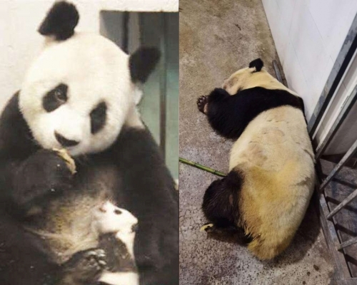 大熊猫雷雷因癲癇發作去世。