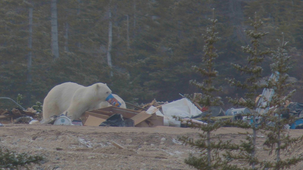 气候变化导致冰川融化，北极熊的生活和觅食行为改变，它们多年与人类接触。图为一只北极熊在垃圾堆中搜寻食物。路透