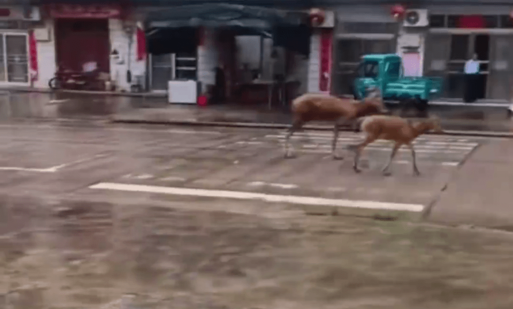 野生麋鹿已進入村鎮，在街道上奔跑。