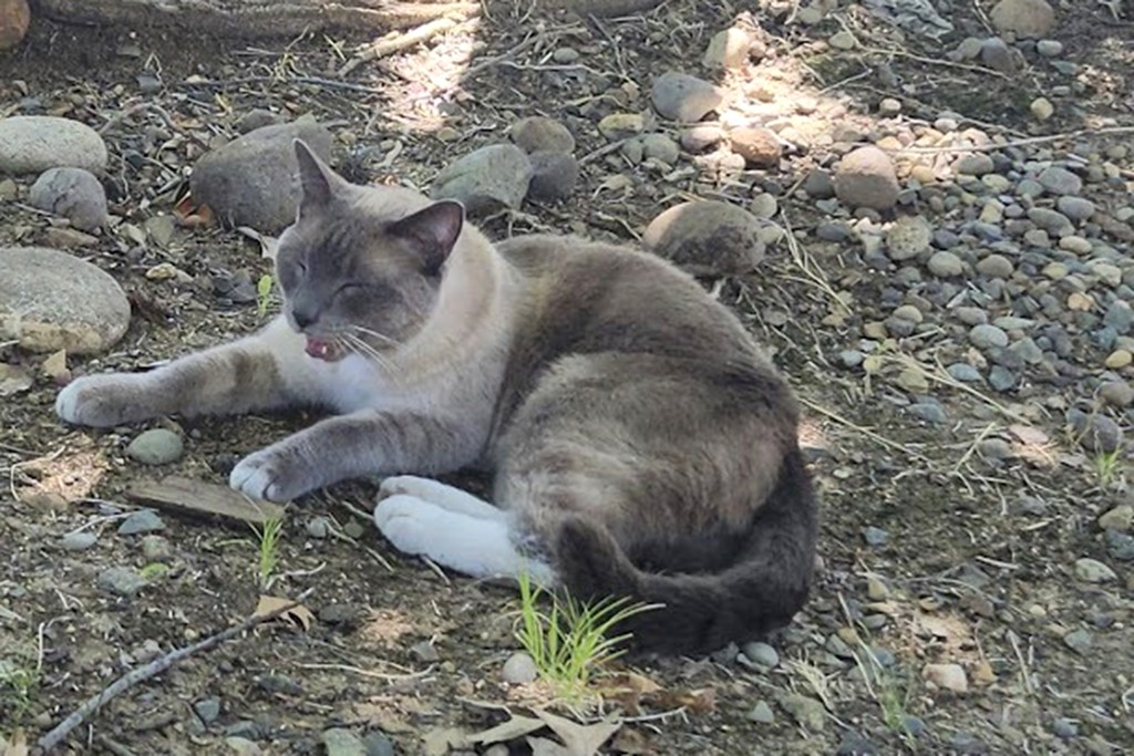 寵物貓Rayne Beau在黃石公園走失2個月。美聯社