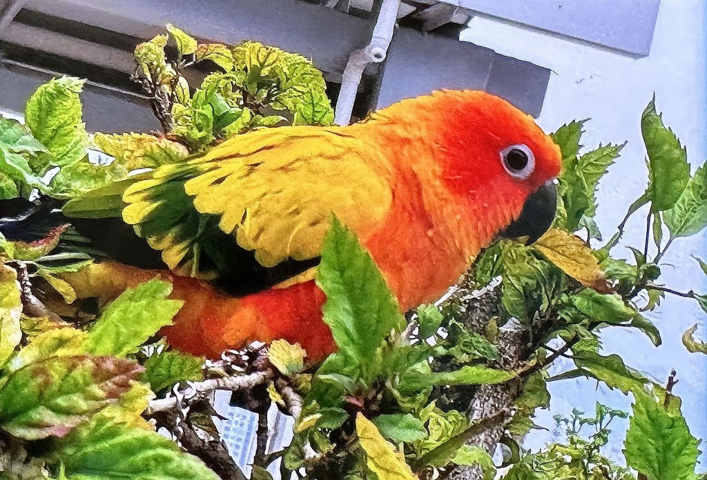有保險計劃涵蓋121種龜類及鳥類。資料圖片 有保險計劃涵蓋121種龜類及鳥類。資料圖片